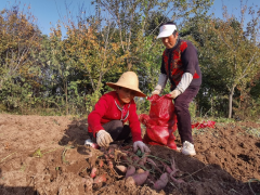 <b>杨凌一案例荣登全省村落复兴典型案例榜</b>