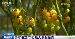多彩番茄、甜美樱桃、冷水鱼 特色财产赋