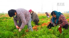 <b>山东菏泽：千亩胡萝卜喜获丰收</b>